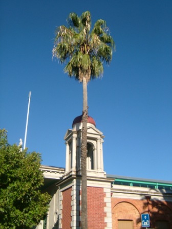 Castlemaine market building, with palm tree.
